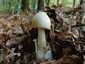 Gyilkos galóca (Amanita phalloides), Somogy